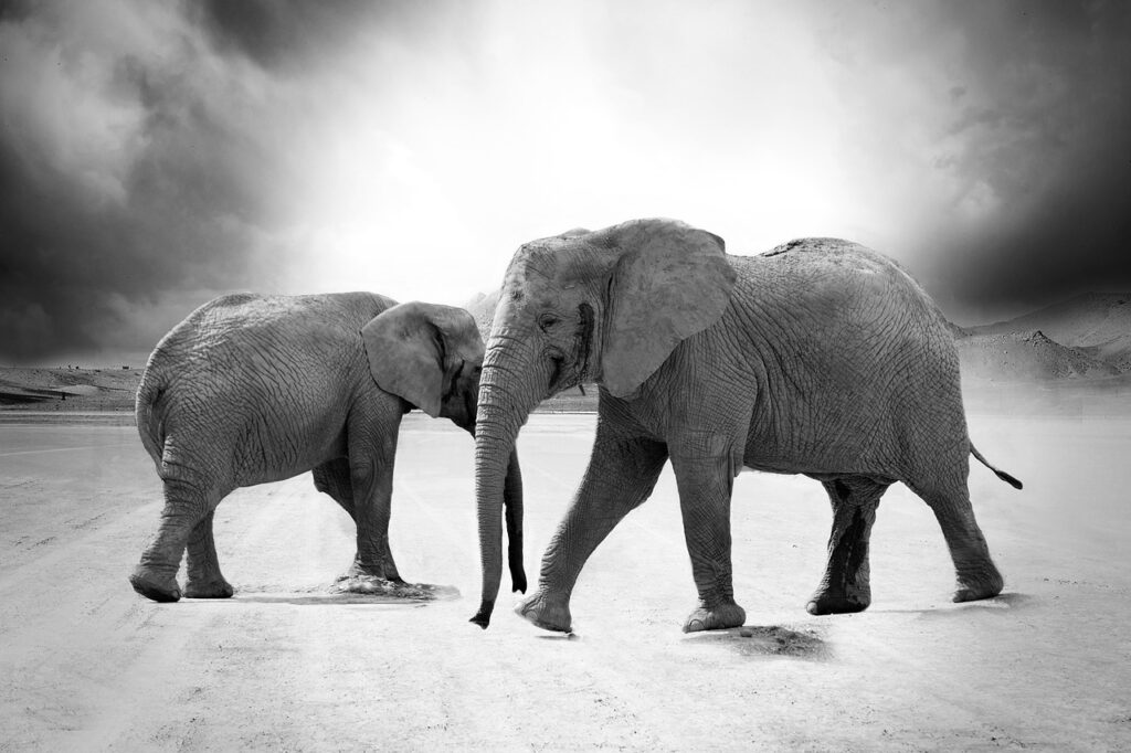 elephants, safari, monochrome