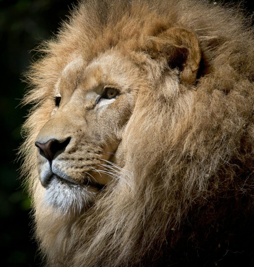 Close-up Photography of Brown Lion