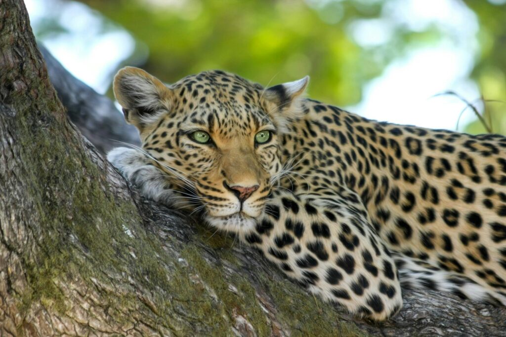 Closeup of a leopard resting on a tree branch in the wild.